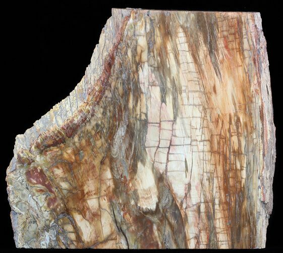 Colorful Petrified Wood Slab - Madagascar #51271